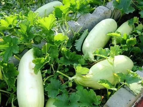 Món xưa chỉ nhà nghèo mới ăn, nay thành đặc sản lạ được người thành phố ưa chuộng, tốt cho sức khỏe