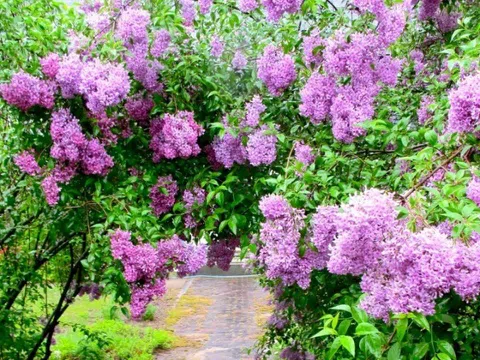 10 loài hoa thơm nhất thế giới được ngành nước hoa săn đón, chỉ một cây cũng đủ ướp hương cả khu vườn