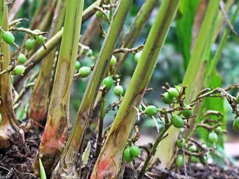 Loại quả đắt đỏ bậc nhất thế giới, Việt Nam trồng bạt ngàn thu hoạch nhiều năm, thành đặc sản tốt cho sức khoẻ