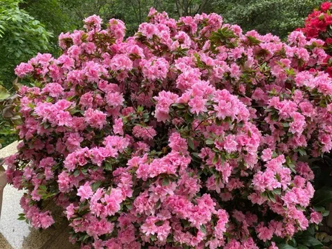 Đây là “vương giả” trong giới cây cảnh trồng chậu, hoa rực rỡ, dễ chăm, nở tới 300 ngày mỗi năm