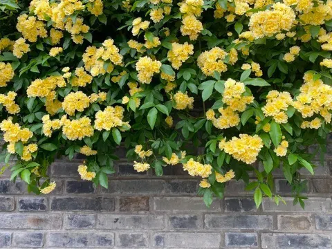 Loài hoa thơm hơn mộc hương và hoa nhài, dễ trồng hơn trầu bà, nở liên tục 150 ngày cả 1000 bông