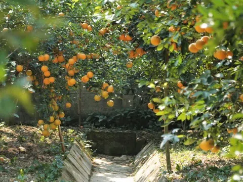 Loại quả "tốt nhất thế giới" chỉ có ở Nghệ An, trồng một lần thu hoạch nhiều năm, thành đặc sản tốt cho sức khoẻ