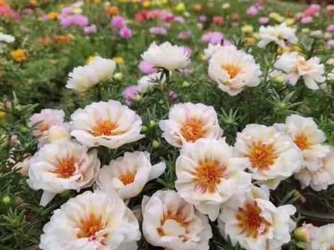 8 loại hoa phú quý được mệnh danh là "bất tử", lười chăm mấy cũng xanh tốt quanh năm