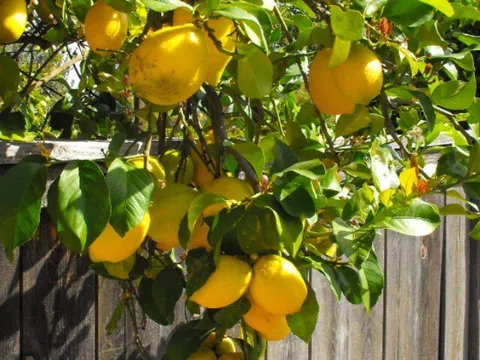 Loại quả "tốt nhất thế giới" chỉ có ở Lâm Đồng, trồng một lần thu hoạch nhiều năm, thành đặc sản tốt cho sức khoẻ