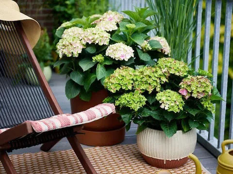 11 loài hoa ưa bóng râm, nở rộ ngay cả khi thiếu ánh sáng như ban công hướng Bắc, có loại nở quanh năm