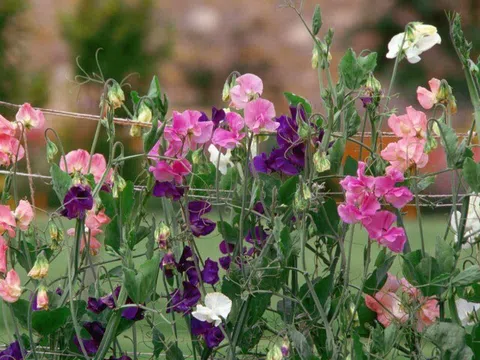 Hoa tháng 4 thơm hơn hoa nhài, giá 125.000 đồng/bó, trồng một chậu đưa hương khắp nhà, giúp gia đình bình an