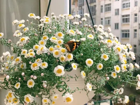 Loài hoa “bất tử” nở cả nghìn bông thành biển hoa rực rỡ, thơm dịu dàng, cắm cành xuống đất là bén rễ