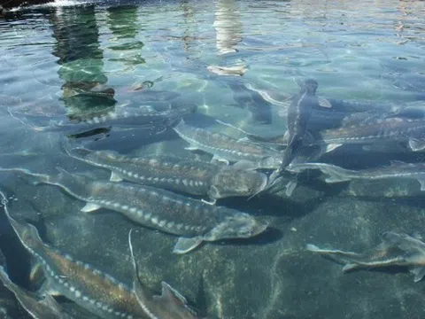 Loại cá có đầy ở Việt Nam "tốt như cá hồi", không xương thịt dày, thành đặc sản làm đủ món ngon tốt cho sức khoẻ