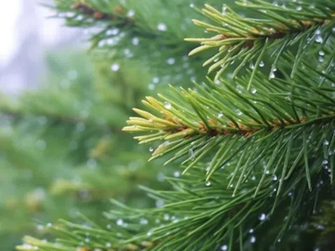 Trí tuệ cảm xúc cao thực sự không nằm ở sự khéo léo, mà gói gọn trong 3 điều này