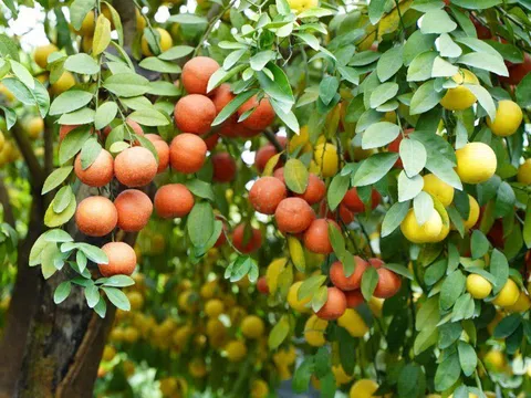 Loại quả "tốt nhất thế giới" chỉ có ở Tây Ninh, nghe tên đã thấy giàu sang, thành đặc sản tốt cho sức khoẻ