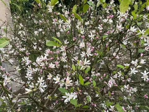 Cây cảnh ngàn vàng cả lá và quả đều dùng được, hoa thơm ngát như nước hoa, trồng trước nhà không giàu cũng có phúc