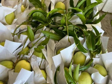 Loại quả "tốt nhất thế giới" chỉ có ở Tây Ninh, nghe tên đã thấy giàu, thành đặc sản tốt cho sức khoẻ