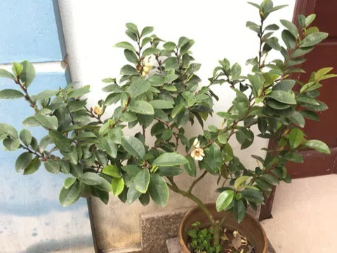 10 chậu hoa nhài không bằng 1 cây này, thơm như nước hoa, sống cả 100 năm, càng trồng lâu càng có giá