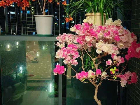 Hoa giấy có 4 “nỗi sợ”, tháng 4 nếu không cẩn thận, dù cây đầy nụ cũng dễ rụng, công cốc cả mùa hoa