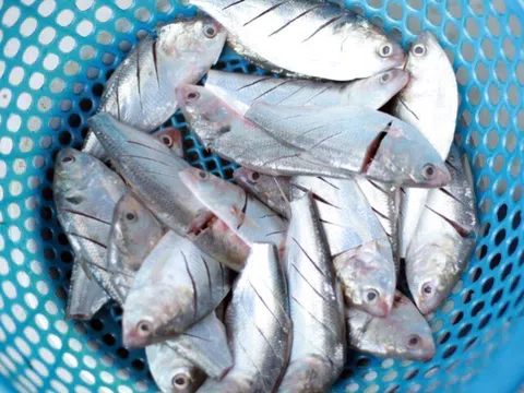 Loại cá 40 nghìn/kg là đặc sản đồng bằng sông Hồng, giàu DHA và canxi, xương nhỏ, thịt ngọt thơm không tanh, bé nào cũng mê