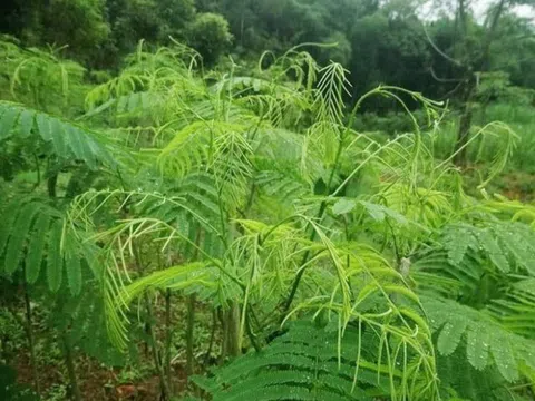 Cây dại mọc hoang nay thành đặc sản, có mùi thối nhưng nấu lên rất thơm, trồng một lần ăn vài chục năm