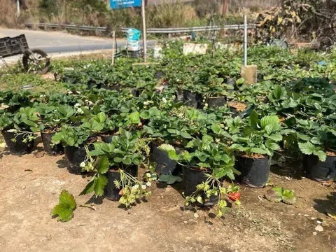 Loại quả "tốt nhất thế giới" chỉ có ở Sơn La, trồng 2 tháng cho thu hoạch, thành đặc sản tốt cho sức khoẻ