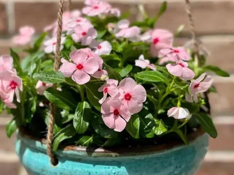 10 chậu trầu bà không bằng 1 chậu hoa này, vừa đẹp vừa dễ trồng, người lười mấy cũng chăm hoa nở quanh năm được