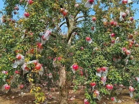 Loại quả “tốt nhất thế giới” chỉ có ở An Giang, trồng một lần thu hoạch nhiều năm, thành đặc sản nổi tiếng tốt cho sức khoẻ