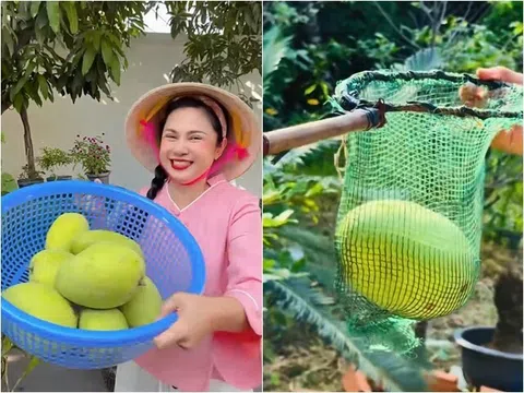 "Nữ hoàng ảnh lịch" Việt Trinh khoe trúng mùa xoài: Trái to hơn mặt, trồng hơn 30 cây trong cơ ngơi rộng rãi