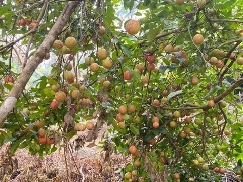 Loại quả "tốt nhất thế giới" chỉ có ở Sơn La, trồng một lần thu hoạch nhiều năm, thành đặc sản tốt cho sức khoẻ