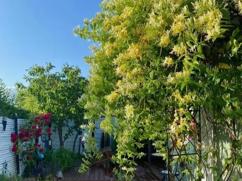 Cây mọc dại nay là “vua bổ thận dưỡng gan”, giá 450.000 đồng/kg, trồng trước nhà vừa đẹp vừa chiêu tài rước lộc