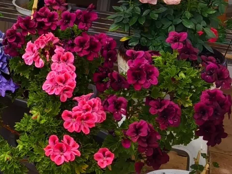 Trồng 5 loại hoa thơm này trong nhà, ruồi muỗi không dám bén mảng, tài lộc gõ cửa thường xuyên