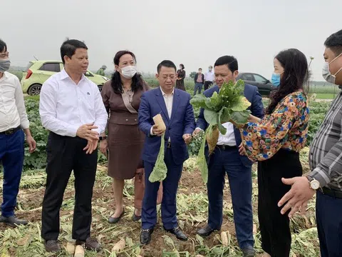 Hà Nội: Giải cứu hàng trăm tấn nông sản rớt giá
