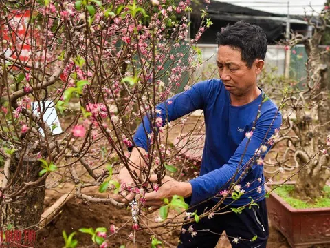 Nông dân tất bật “tái sinh” đào sau Tết Nguyên đán