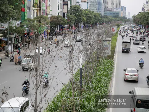 Hà Nội trồng bàng lá nhỏ thay thế cây phong lá đỏ trên 2 tuyến đường lớn