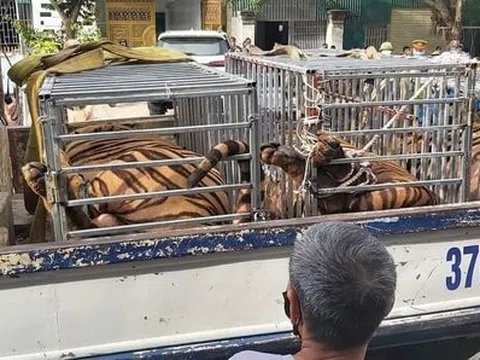 Nghệ An: Phát hiện một số cơ sở nuôi nhốt trái phép 17 con hổ