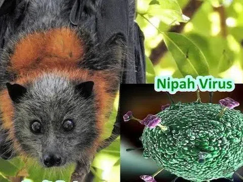 Bộ Ngoại giao thông tin về tình hình dịch bệnh do virus Nipah tại Việt Nam