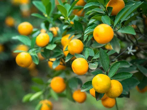 Chớ dại tận dụng những thứ này sau Tết kẻo "rước họa vào thân"