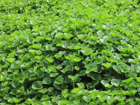 Ăn đúng loại rau này, da sáng lên thấy rõ sau 1 tháng