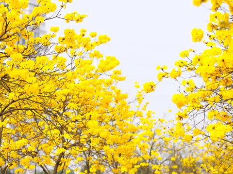 Xao xuyến trước mùa hoa phong linh rực rỡ