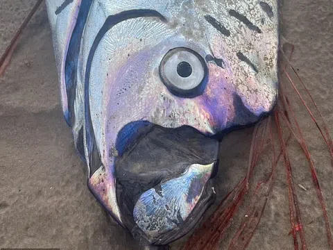 “Cá tận thế” dài hơn 9m bất ngờ dạt vào bờ biển Mexico, du khách hoảng hốt