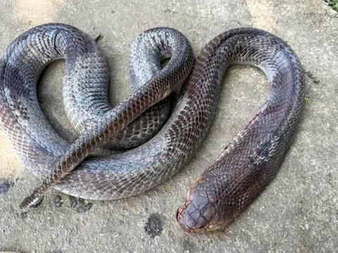 Bị rắn hổ mang cắn, cụ ông 79 tuổi vẫn bình thản kẹp con rắn dài 2m đi giữa đường