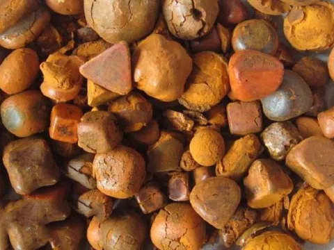 Thứ trong bụng bò có giá 5–7 triệu đồng/gram, đắt hơn vàng: Chỉ 0,2% con bò có, là dược liệu quý hiếm trong Đông y