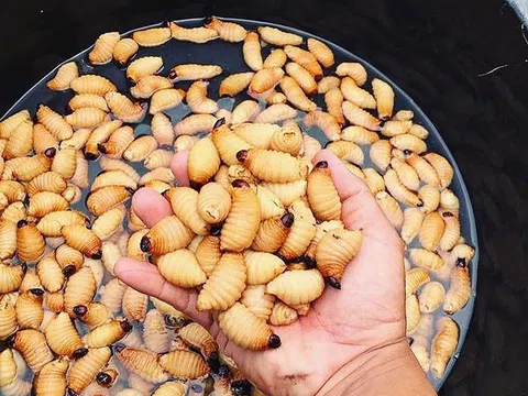 Nhìn là “nổi da gà” nhưng vẫn đắt khách: Món ăn này ở miền Tây có gì đặc biệt?