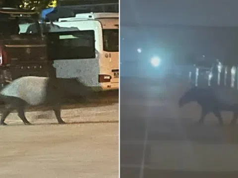 Rạng sáng bắt gặp “quái thú” lang thang trên phố, tiếng bước chân gây ám ảnh, chuyên gia cảnh báo dấu hiệu đáng lo