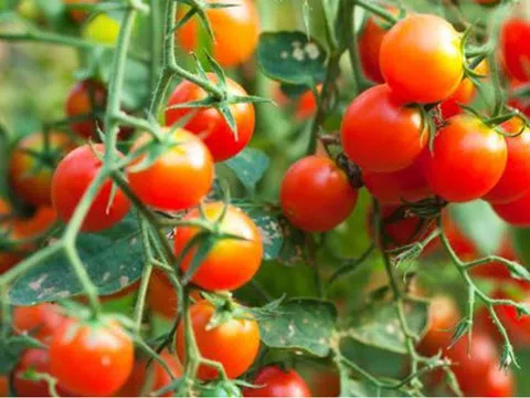 Việt Nam có loại quả quen thuộc: Ăn xanh dễ “dính độc”, chín lại thành báu vật chống ung thư