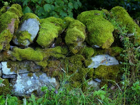 Thứ mọc ở nơi ẩm thấp, cũ kỹ mọi người bỏ đi, hóa ra lại trở thành “vàng” trên bàn ăn của người Tây Bắc