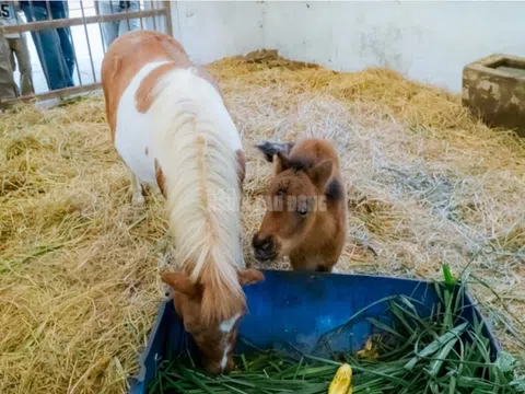 “Cưng xỉu” gia đình ngựa lùn đón thêm thành viên mới, du khách phát sốt vì quá đáng yêu