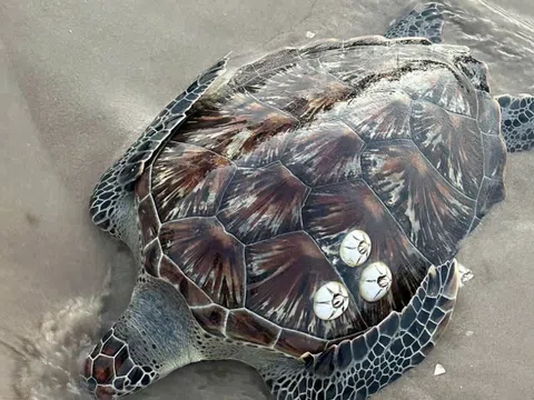 Sự kiện hiếm thấy: Rùa biển và cá mái chèo quý hiếm “ghé thăm” Lâm Đồng