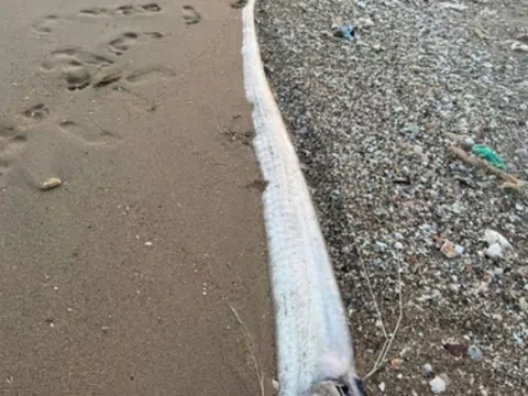 Cá “rồng biển” hiếm gặp liên tục xuất hiện: Chuyên gia nói gì?