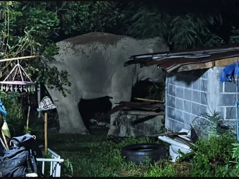 Ám ảnh đêm khuya: Con vật khổng lồ nặng 3 tấn xông thẳng vào nhà dân, phá tan tài sản và giết chó nuôi