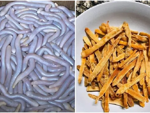 Sinh vật “lúc nhúc” dưới cát gây ám ảnh nhưng lại là món ăn đắt đỏ bậc nhất, giá chạm mốc 6.000.000 đồng/kg