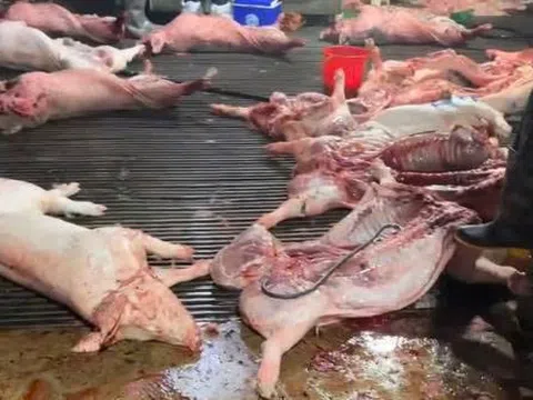 Hà Nội: Phụ huynh cắt suất ăn bán trú, đón con về giữa trưa sau vụ 300 tấn thịt lợn bệnh được đưa vào trường học