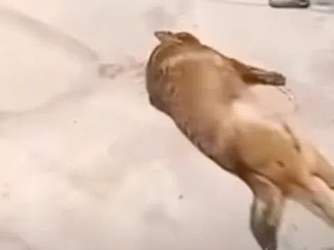 Hà Tĩnh: Cụ ông tử vong thương tâm vì chó béc giê hung dữ