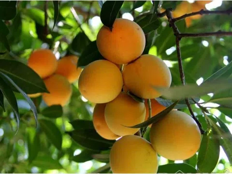 Mọc đầy vườn quê, ai ngờ loại quả này giờ 500 nghìn/kg, nhà giàu săn lùng ráo riết